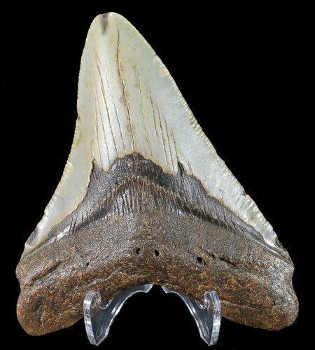 Bargain, Megalodon Tooth - North Carolina #54894